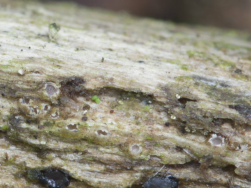 Karstenia rhopaloides